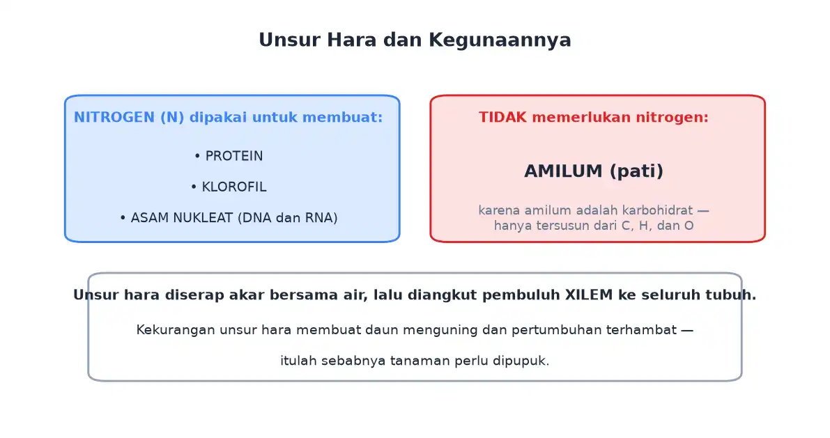Nitrogen dipakai untuk membuat protein klorofil dan asam nukleat tetapi tidak untuk amilum