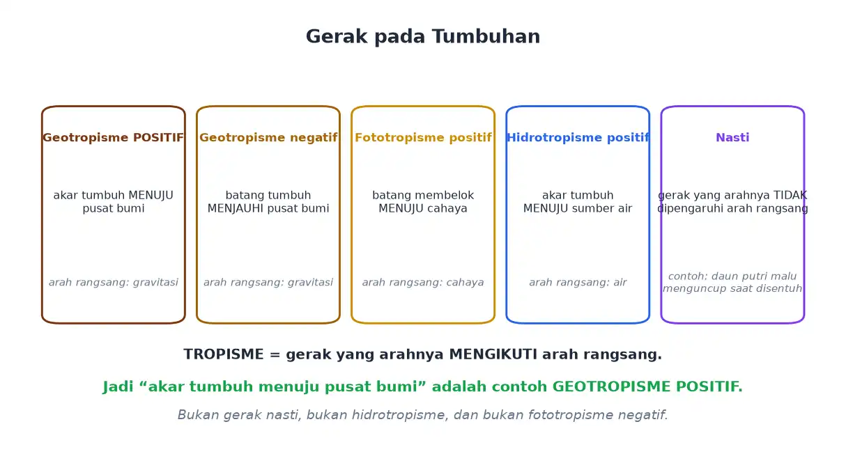 Gerak tumbuhan geotropisme fototropisme hidrotropisme dan nasti