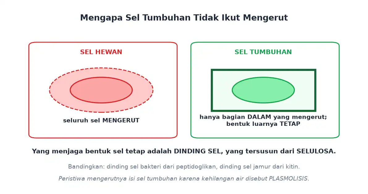 Sel hewan mengerut seluruhnya sedangkan sel tumbuhan tetap berbentuk karena dinding sel