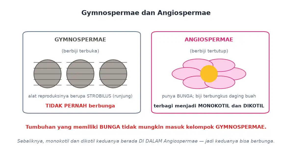 Gymnospermae berbiji terbuka dengan strobilus dan angiospermae berbiji tertutup yang berbunga