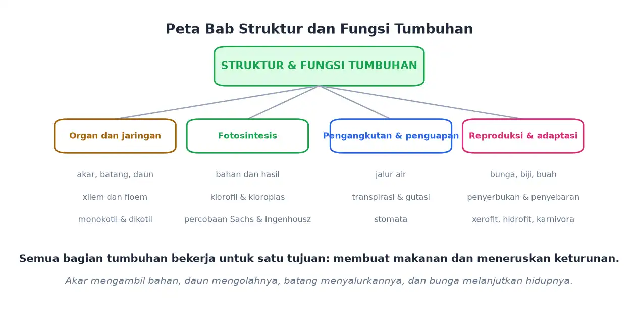 Peta ringkasan bab organ jaringan fotosintesis pengangkutan dan reproduksi tumbuhan
