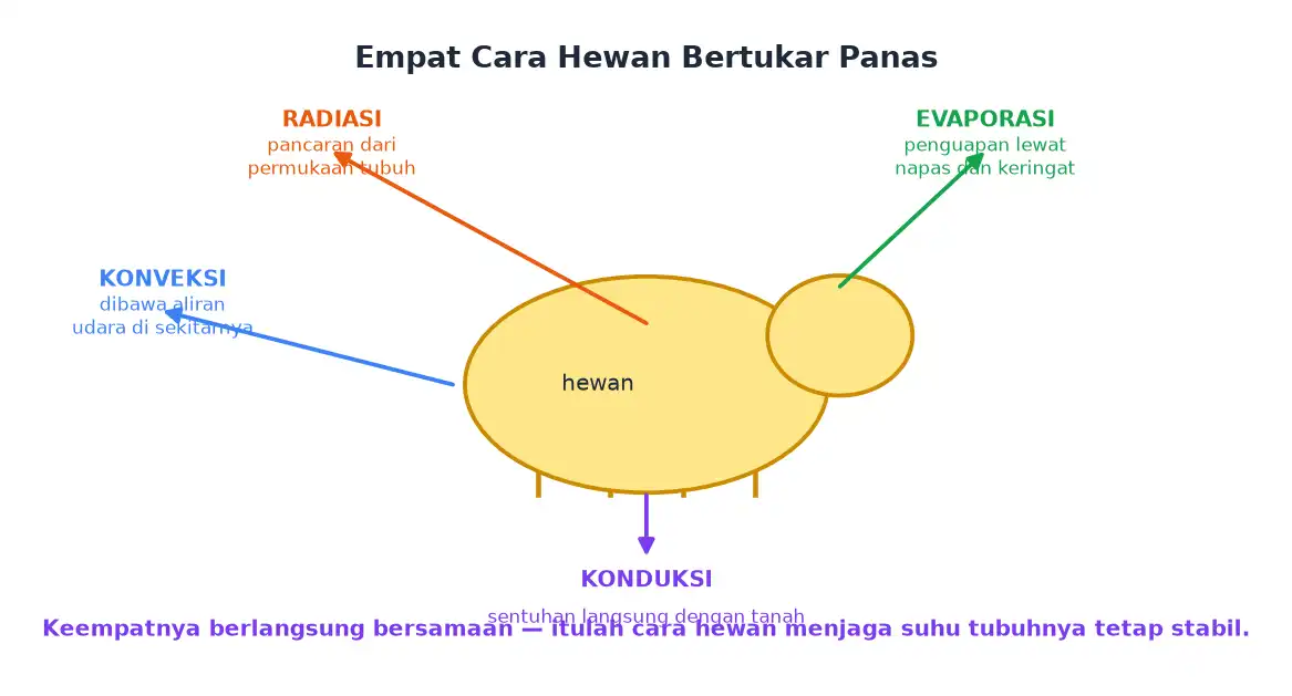 Empat cara hewan bertukar panas dengan lingkungan yaitu evaporasi radiasi konveksi dan konduksi