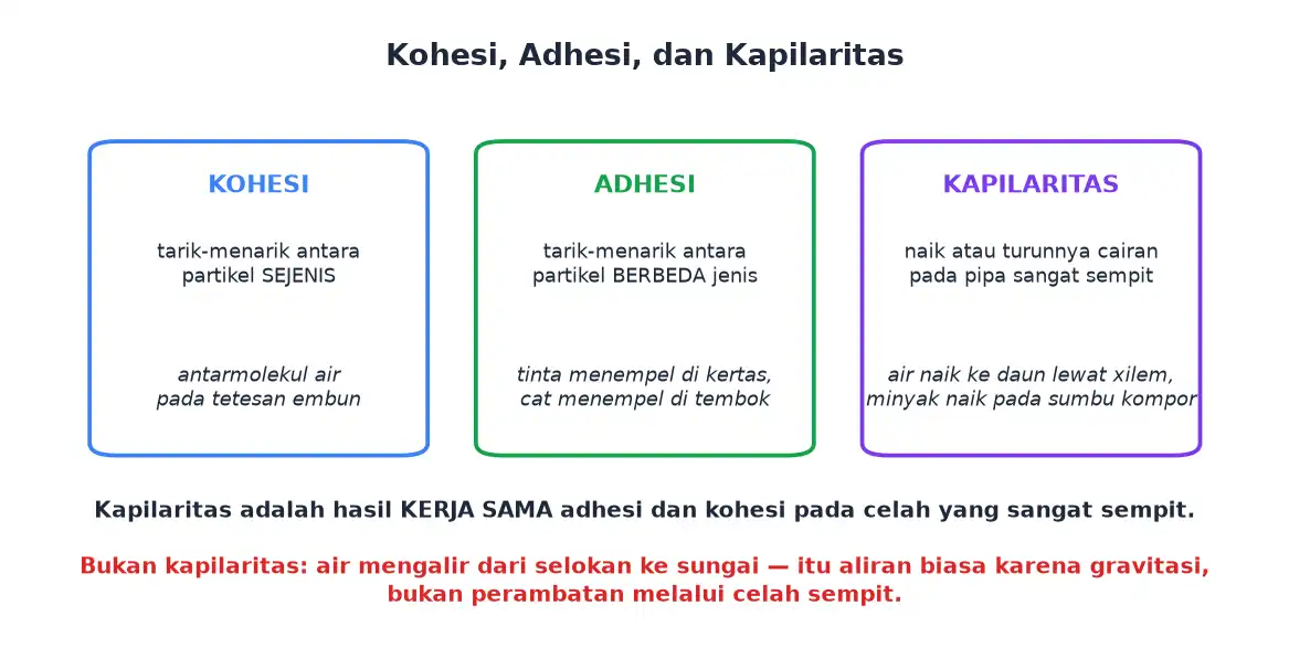 Perbandingan kohesi adhesi dan kapilaritas beserta contohnya
