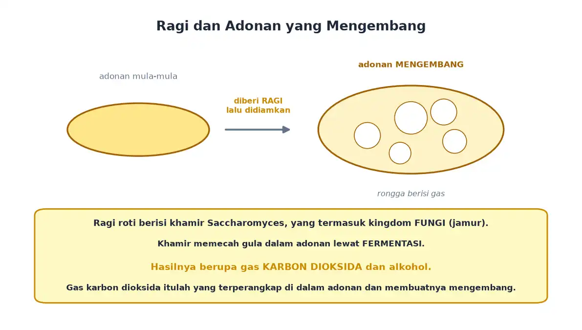 Adonan roti sebelum dan sesudah diberi ragi