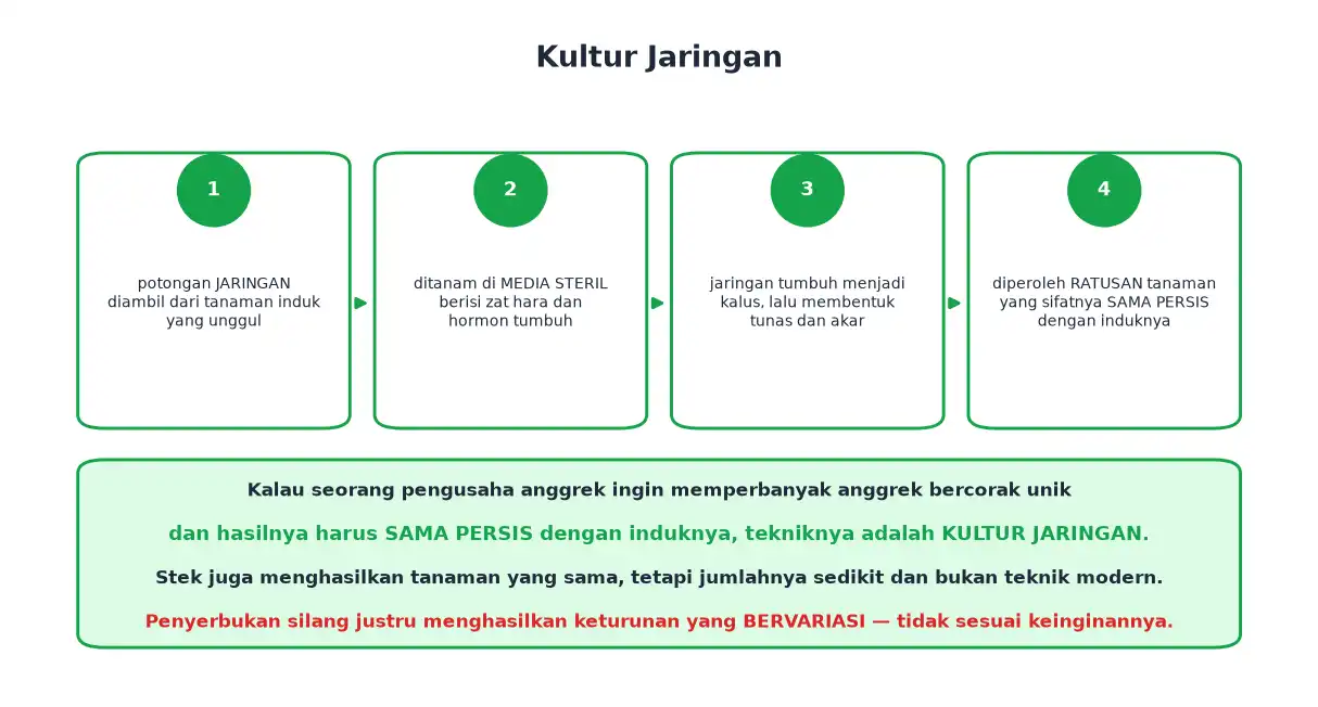 Empat tahap kultur jaringan dari potongan jaringan sampai ratusan tanaman