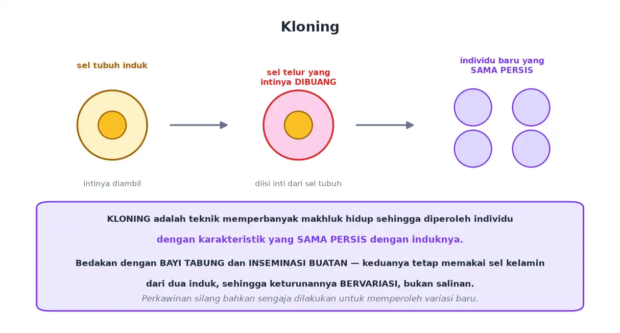 Inti sel tubuh dimasukkan ke sel telur yang intinya dibuang menghasilkan individu identik