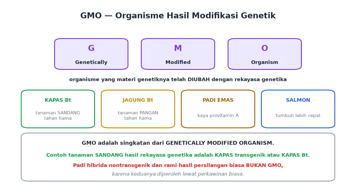 Kepanjangan GMO dan contoh kapas Bt jagung Bt padi emas dan salmon