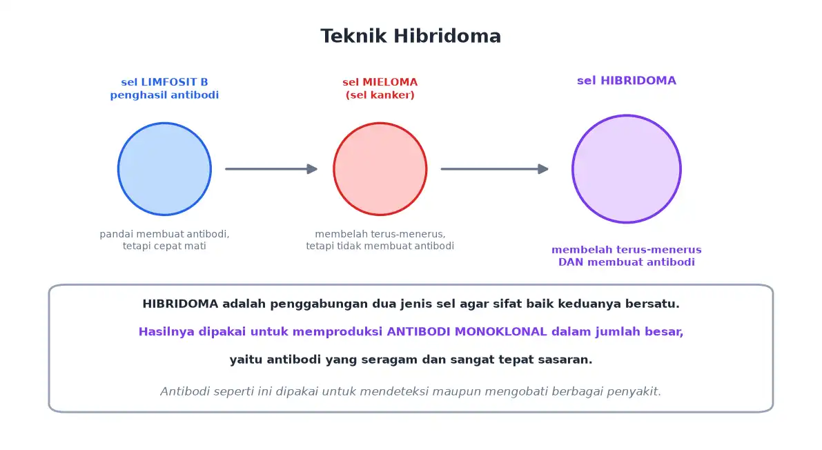 Penggabungan sel limfosit B dan sel mieloma menjadi sel hibridoma