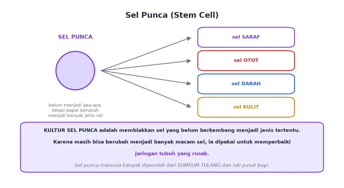 Sel punca yang dapat berubah menjadi sel saraf otot darah dan kulit