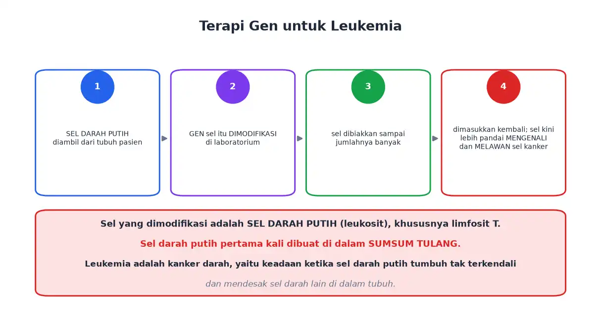 Tahap terapi gen sel darah putih untuk melawan sel kanker