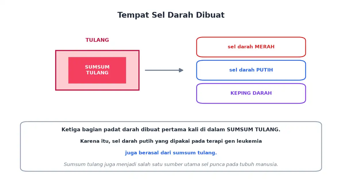 Sumsum tulang menghasilkan sel darah merah sel darah putih dan keping darah